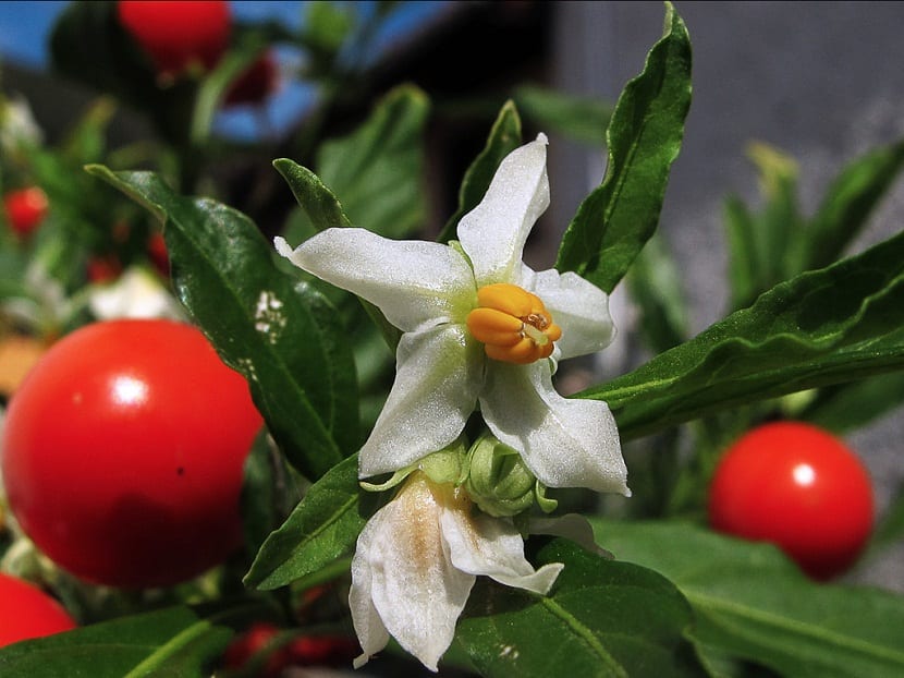 flor blanca del tomate enano