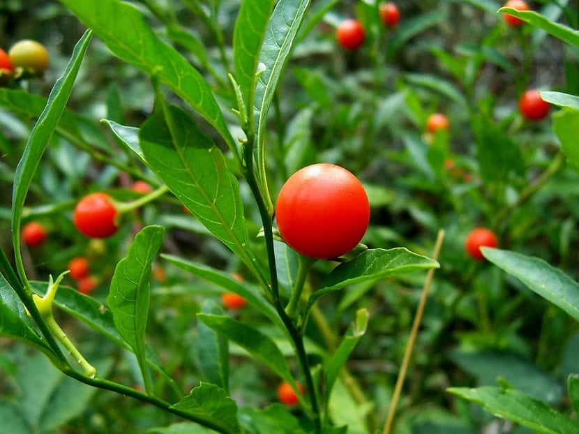 tomates enanos color rojo