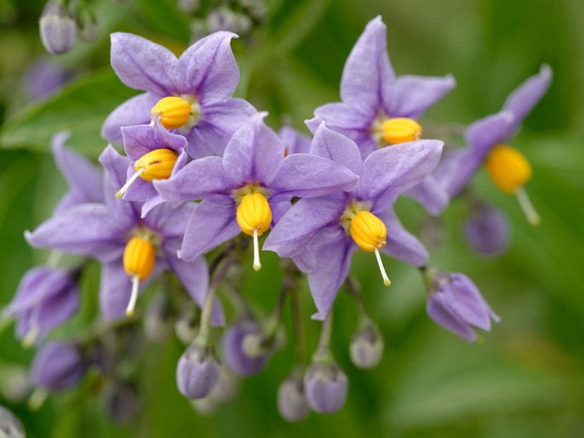 Flores de Solanum crispum
