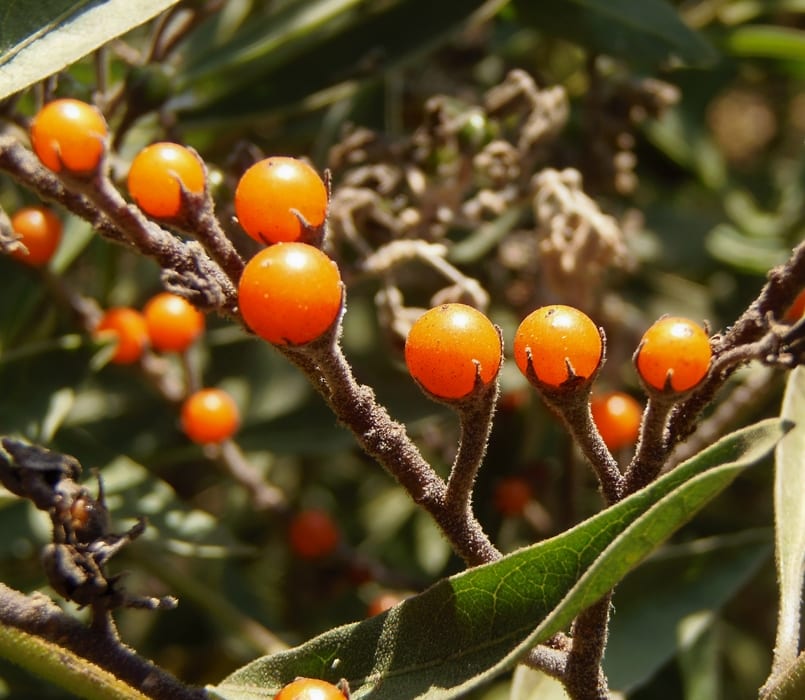 Frutos de Solanum crispum
