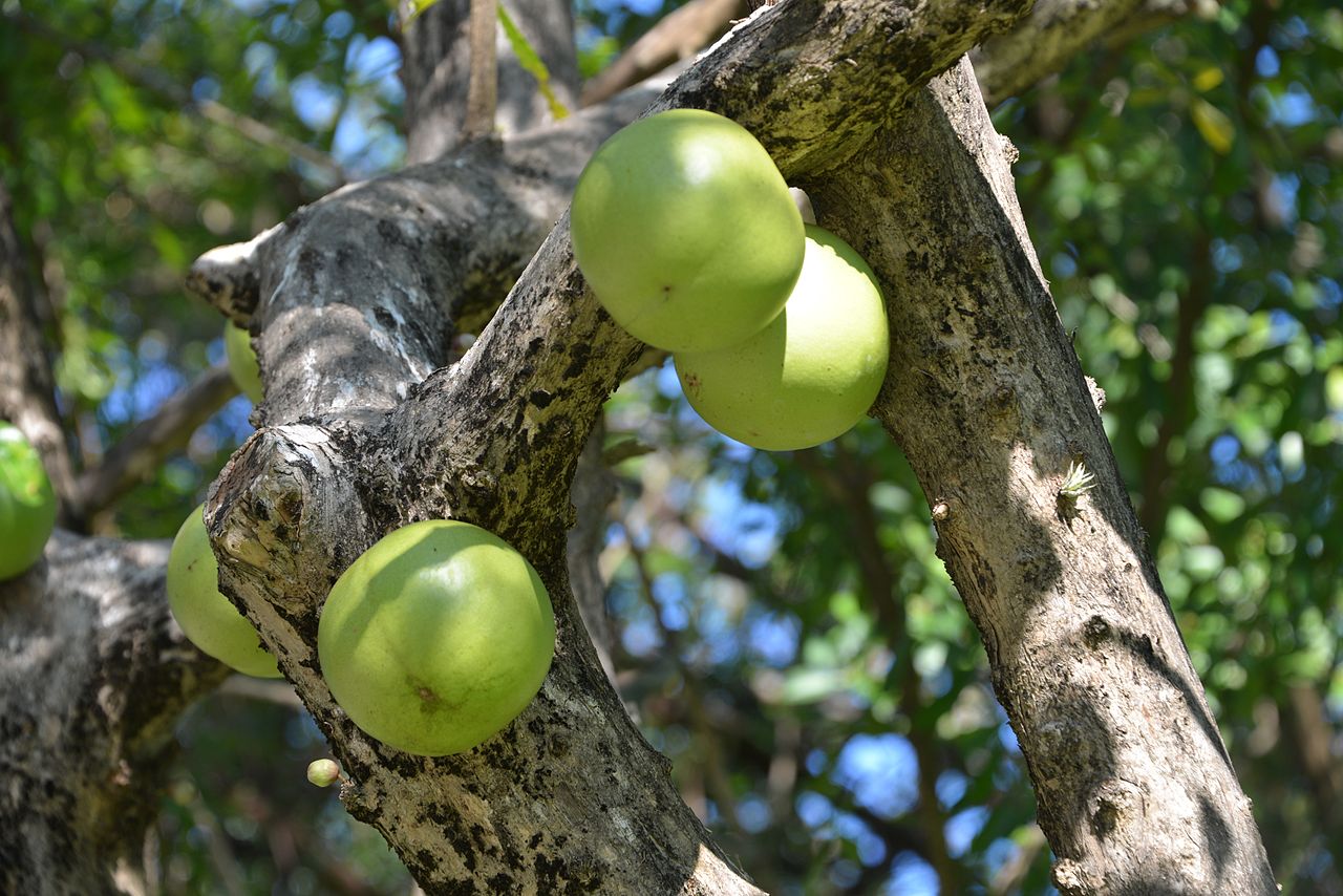 El totumo es un árbol tropical