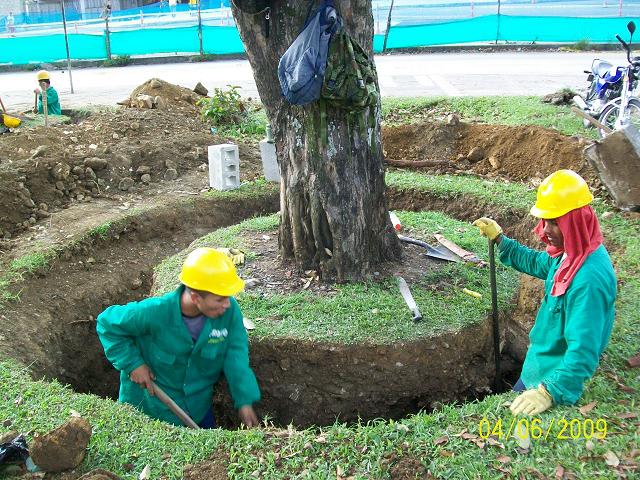 Trasplante de árboles: cuándo, cómo y con qué cepellón