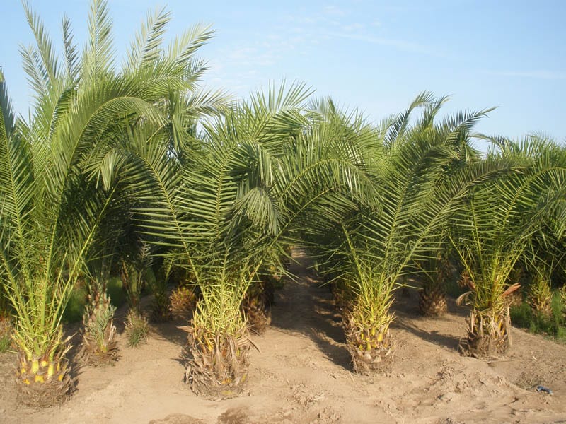 Trasplante de palmeras: época, cepellón y riego