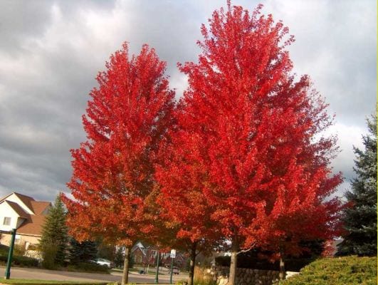 Acer rubrum