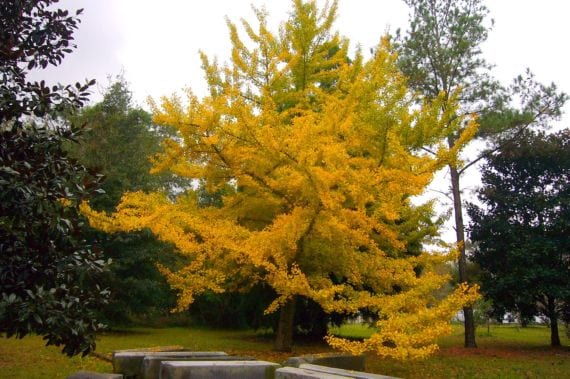 Ginkgo biloba