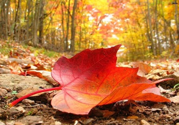 Árboles de color otoñal: arce rojo, ginkgo y katsura