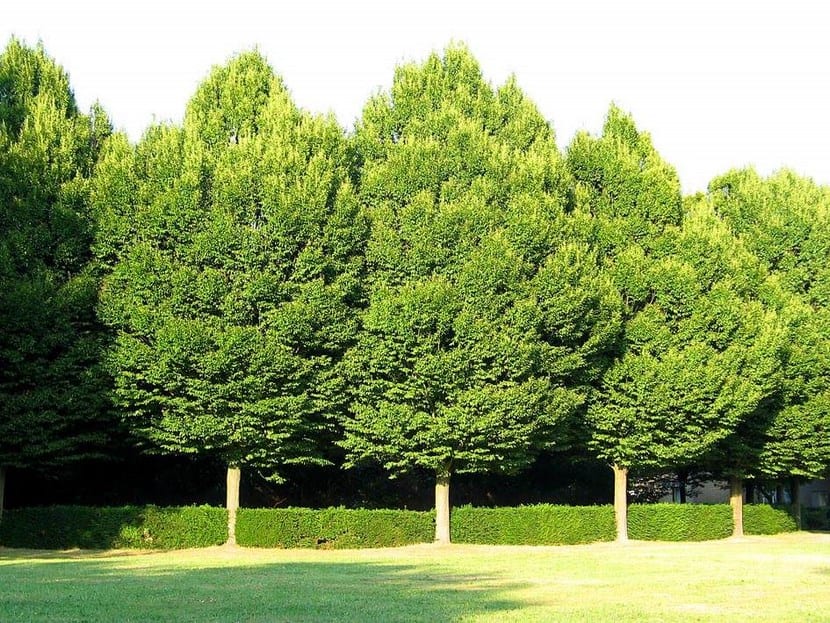 Árboles y arbustos de bajo mantenimiento para el jardín