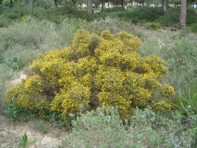 Vista del Ulex australis en hábitat