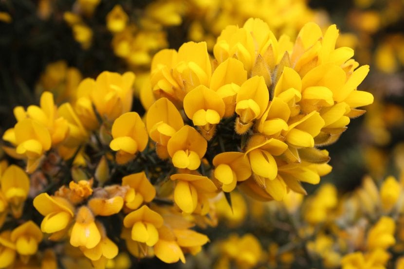 Flores de Ulex europaeus