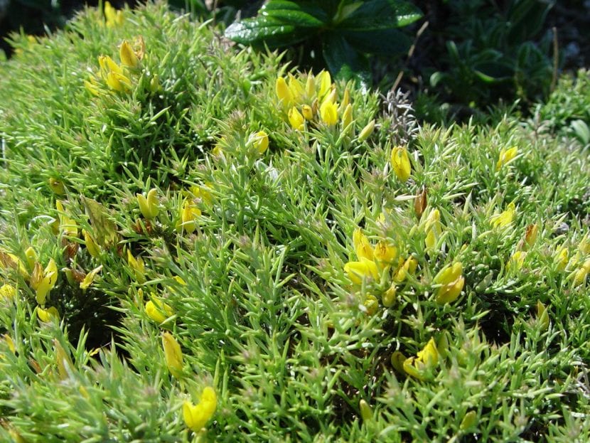 Vista del Ulex parviflorus en hábitat