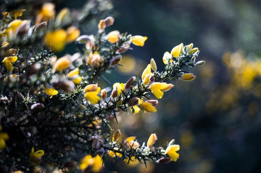El ulex es un arbusto perennifolio