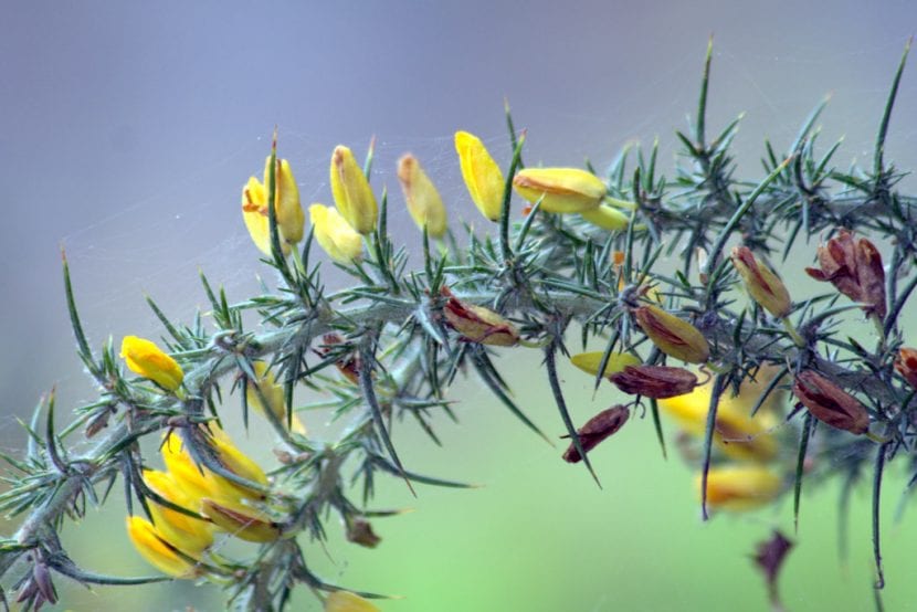 Vista del Ulex cantabricus