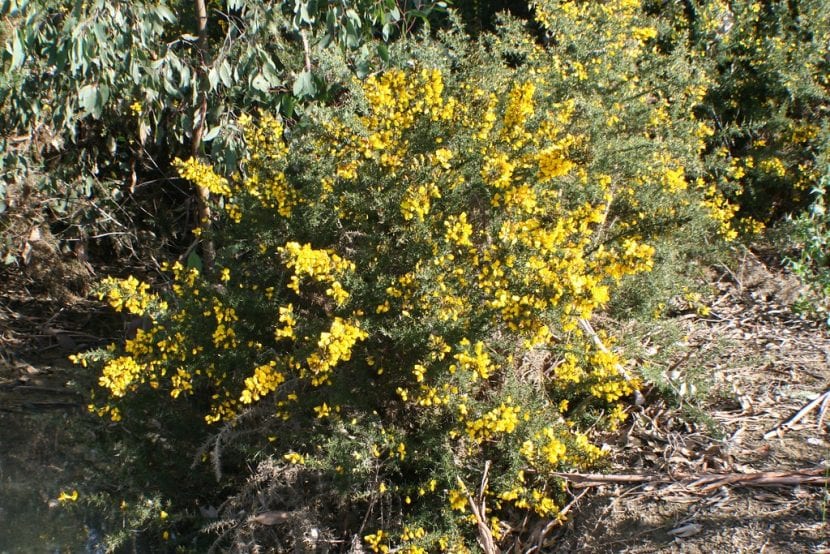 Vista del Ulex europaeus