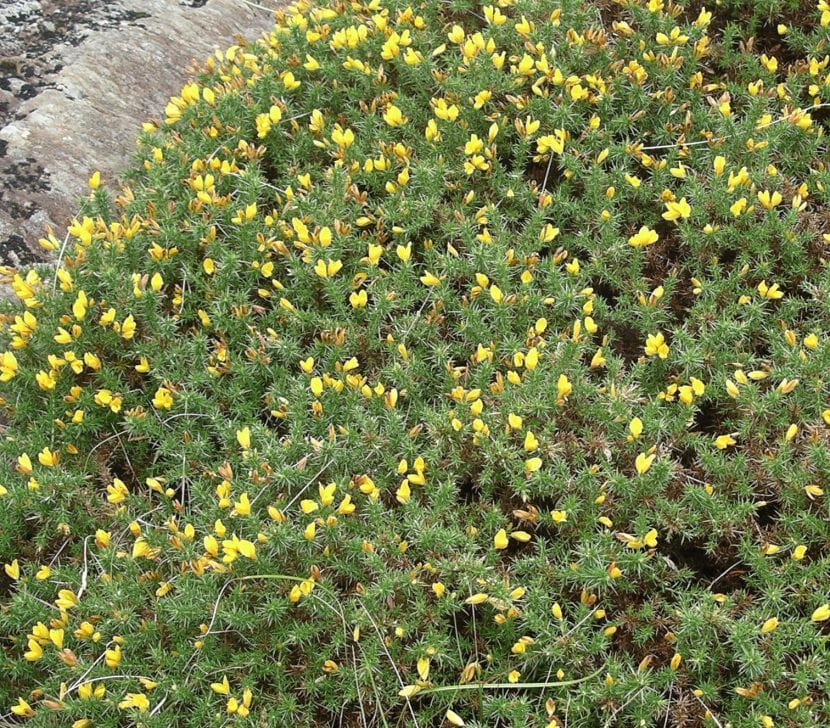 Vista del Ulex gallii
