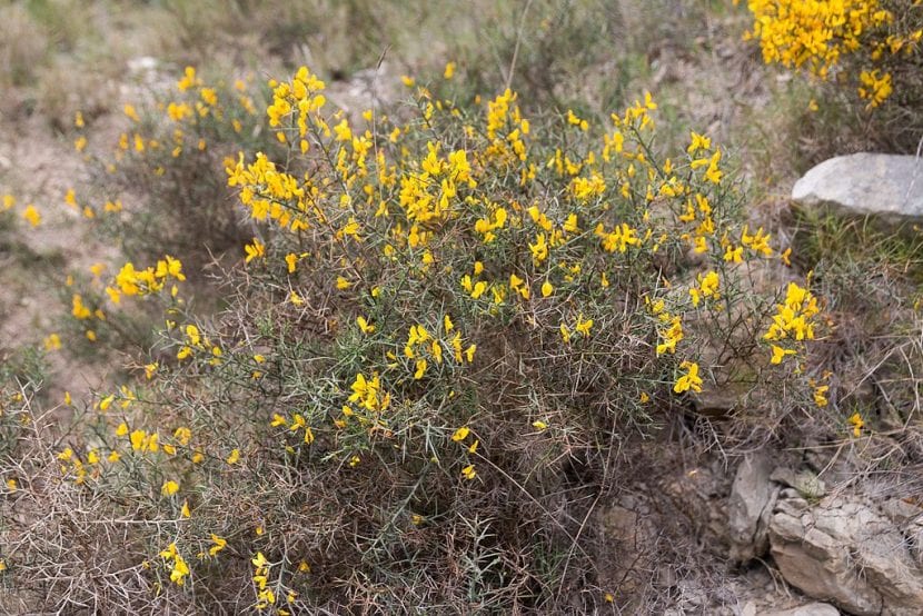 El Ulex minor es un arbusto pequeño