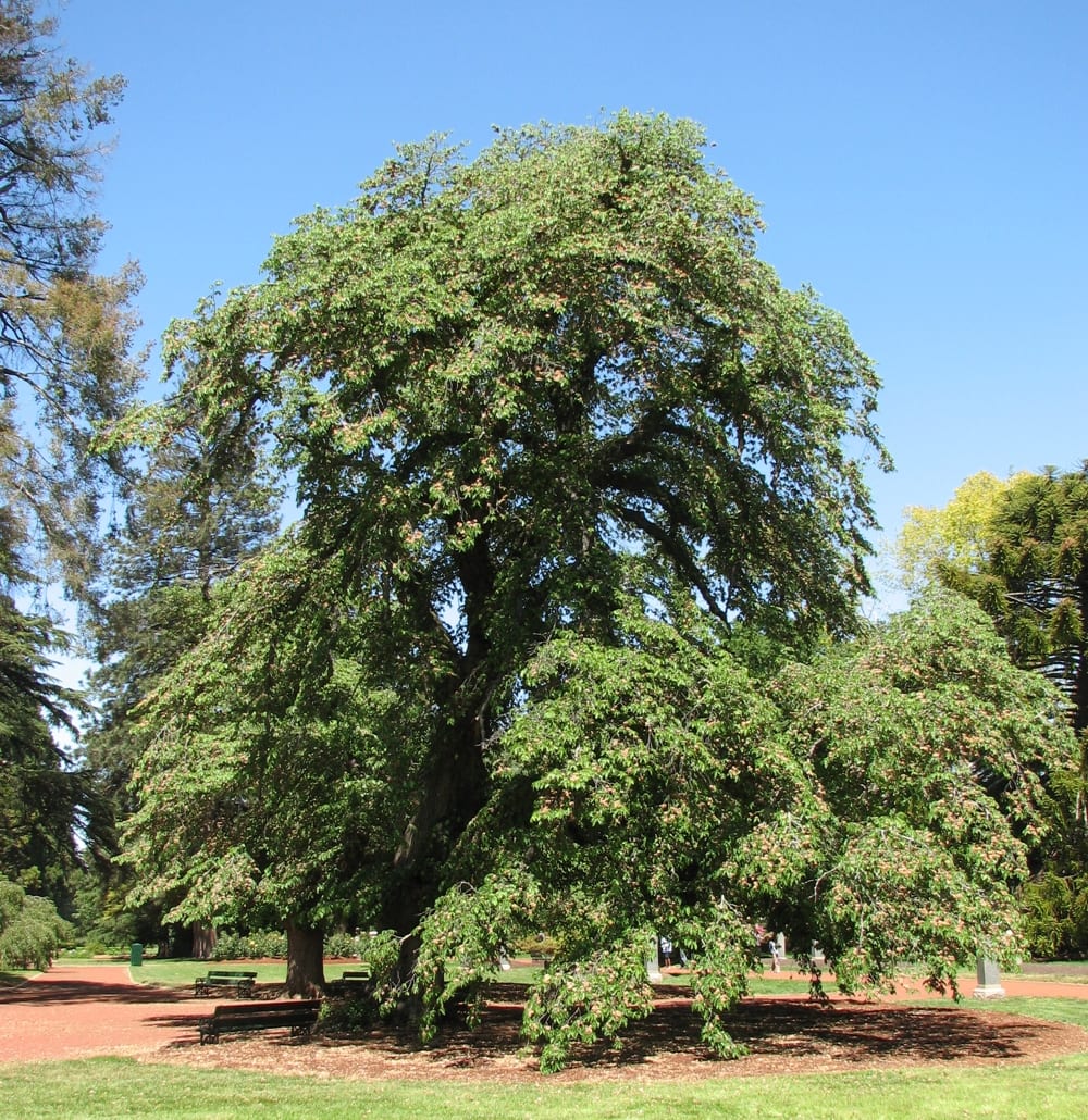 Ulmus glabra de ramas extendidas en horizontal