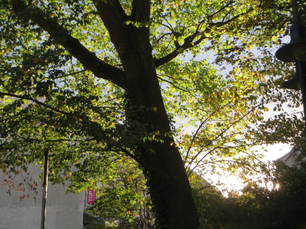 Ulmus glabra: el olmo de montaña, hoja áspera y grafiosis