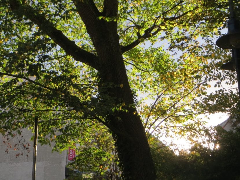 Vista del árbol Ulmus glabra