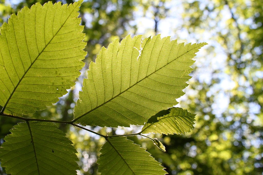 Hojas de Ulmus laevis con la base muy asimétrica