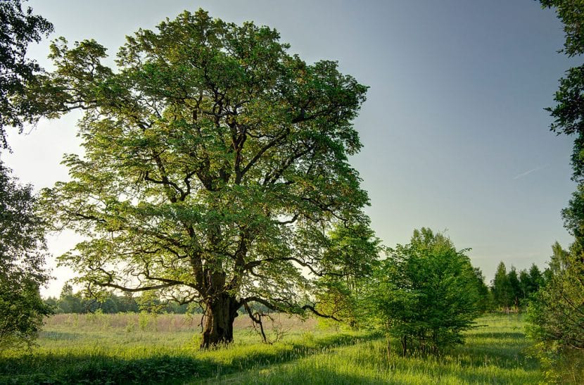 El olmo blanco es un árbol muy grande