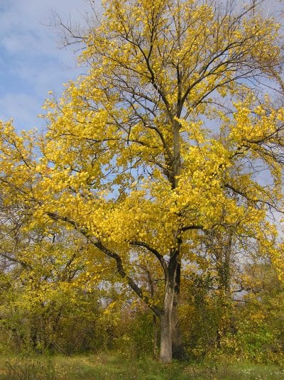 El olmo blanco se vuelve amarillo en otoño