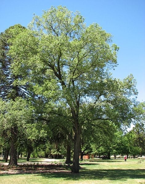 Vista del Ulmus minor