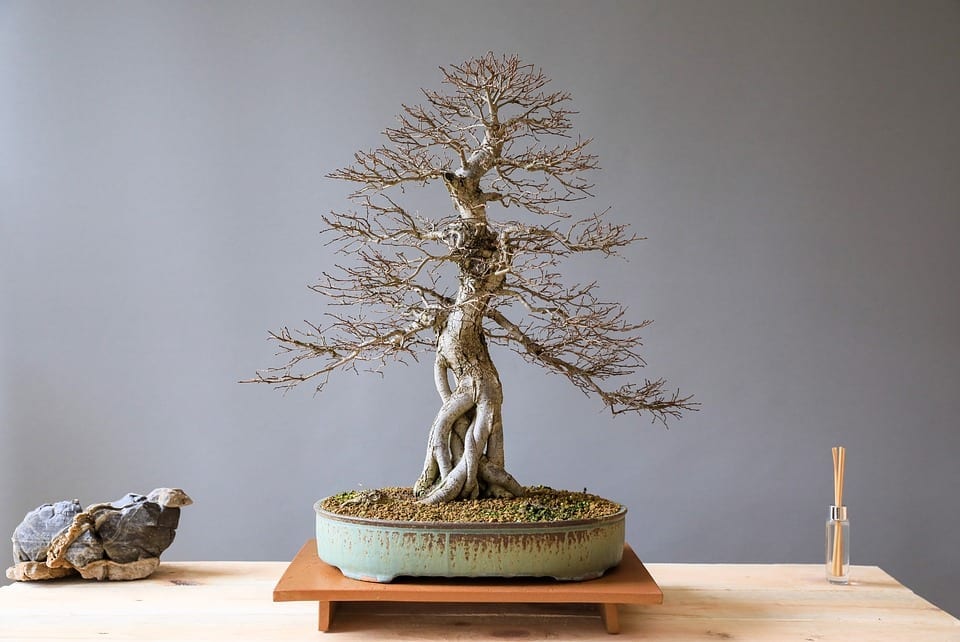 El olmo se puede trabajar como bonsai