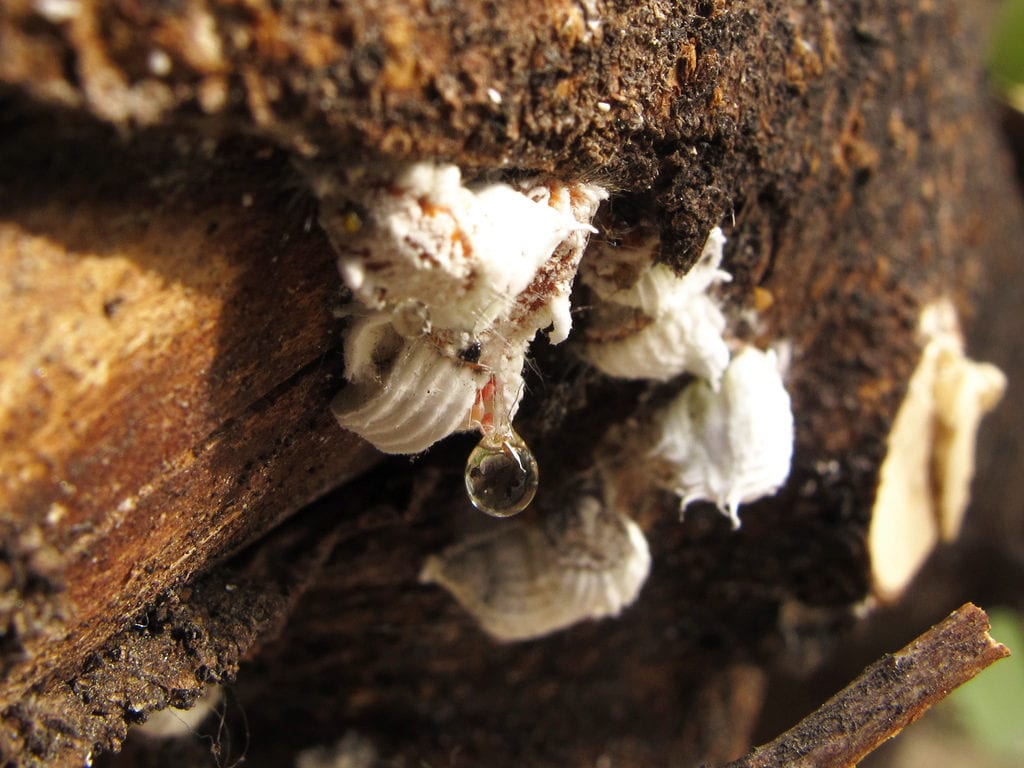 Cochinilla algodonosa, una plaga que puede tener el olmo