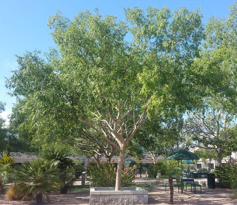 Decoracion de parques