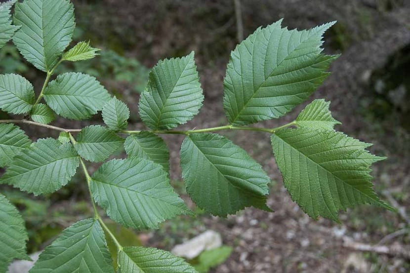 Ulmus glabra