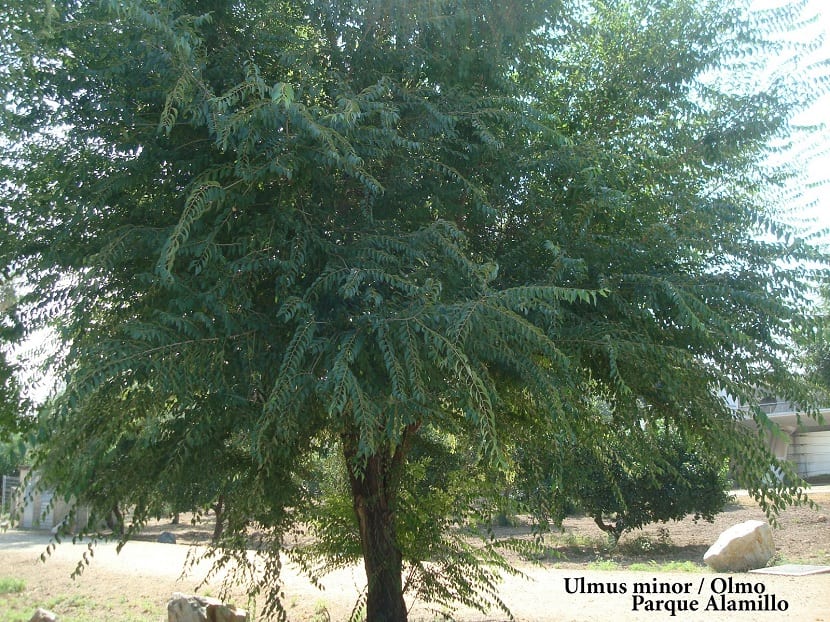 Ulmus minor