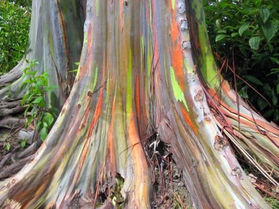 Eucalipto arcoíris (Eucalyptus deglupta): por qué tiene esos colores