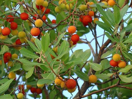 Madroño (Arbutus unedo): flor y fruto a la vez en otoño