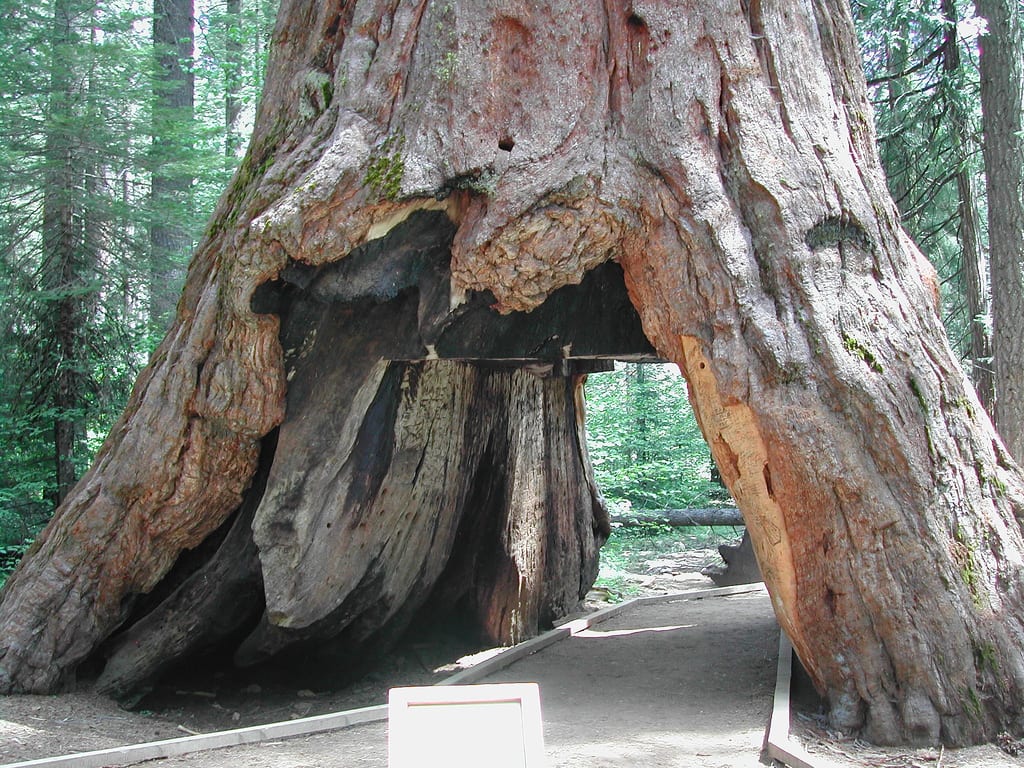 Pioneer Cabin Tree: la secuoya túnel que derribó un temporal