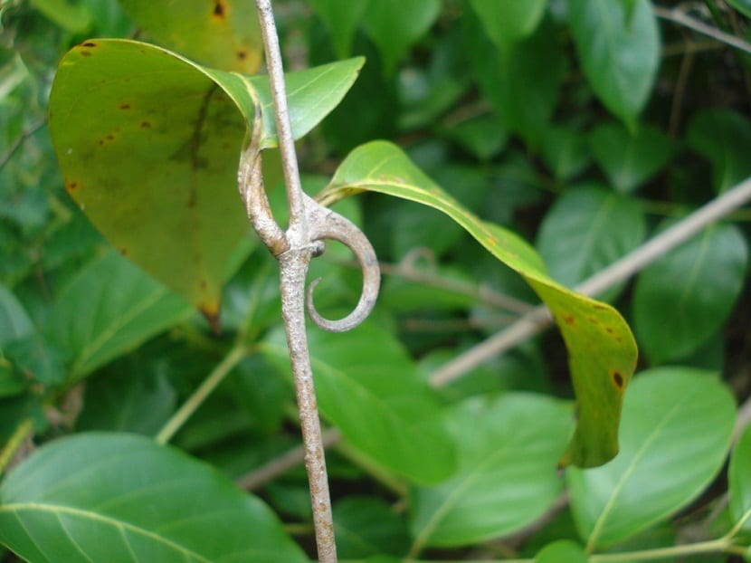 Uña de gato (Uncaria tomentosa): qué es y qué se sabe