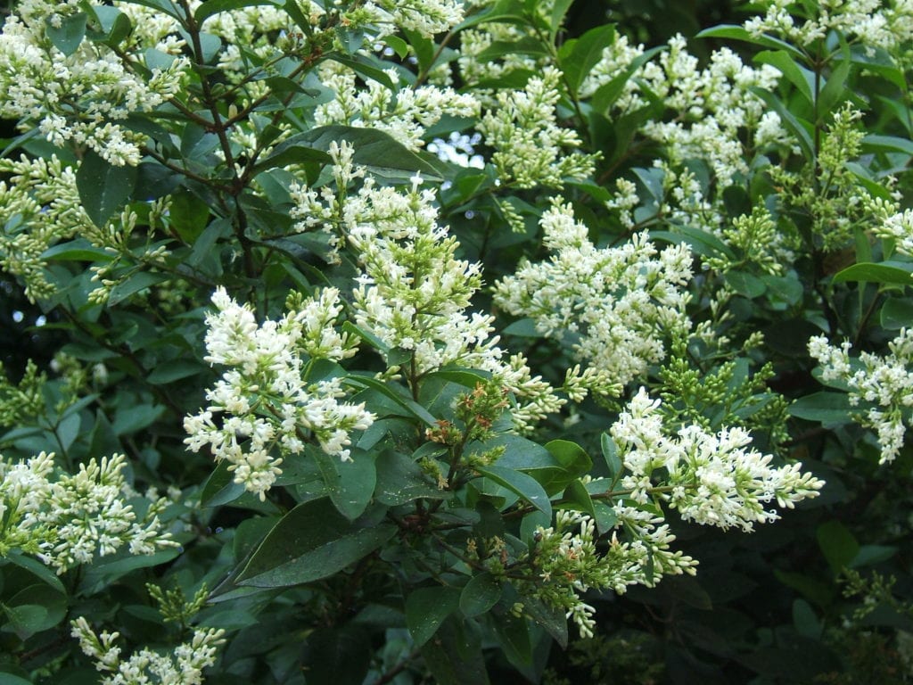 Usos del aligustre: seto, topiaria, árbol y patrón de injerto