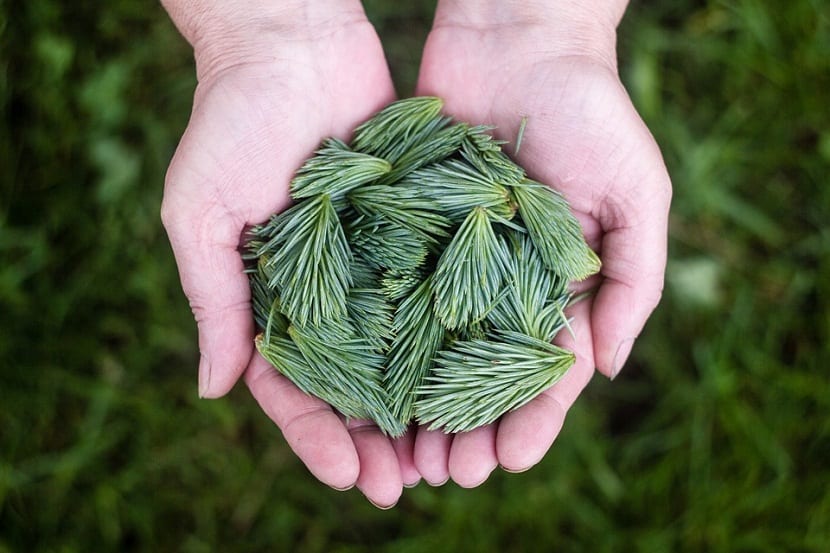 Usos de la hoja del pino: acolchado, compost y mitos