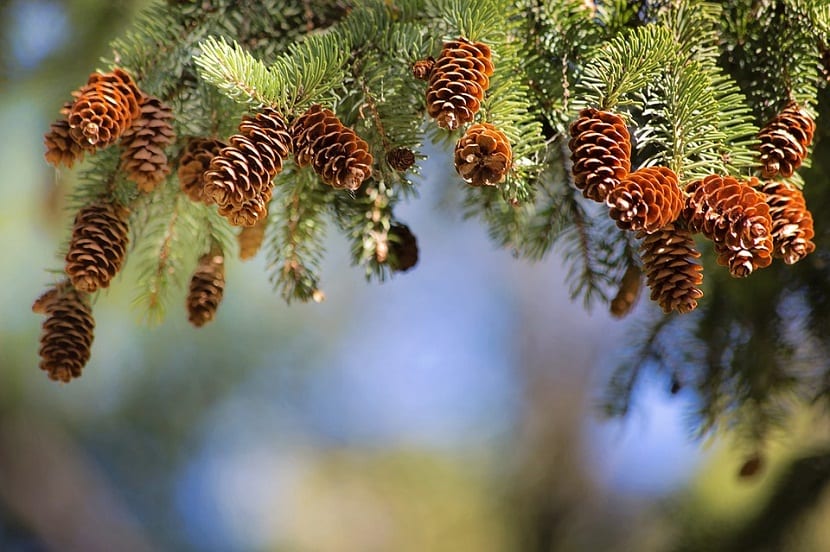 Las ramas de pino sirven para ahuyentar de manera natural a una gran cantidad de insectos