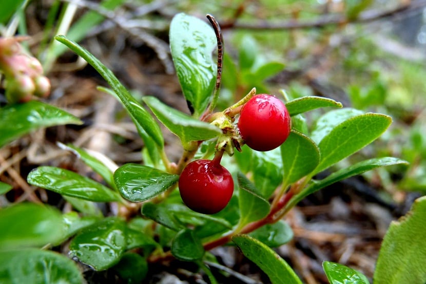 Gayuba (Arctostaphylos uva-ursi): cultivo y usos reales