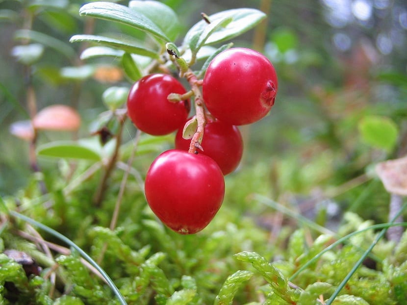Arándano rojo