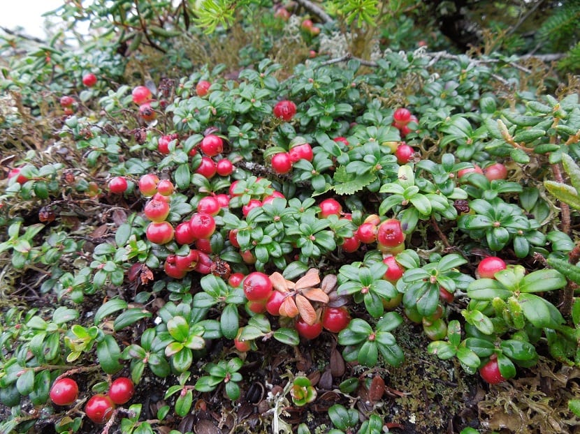Características Vaccinium vitis-idaea