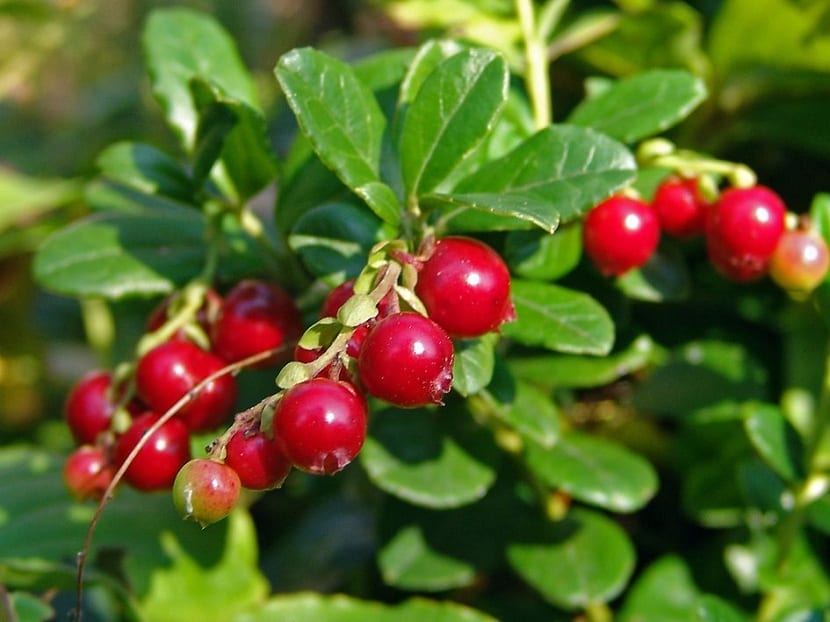 Vaccinium vitis-idaea: cultivo del arándano rojo de monte