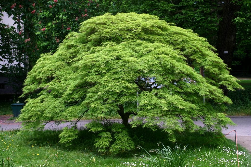Variedades de arce japonés: cuál elegir según tu clima