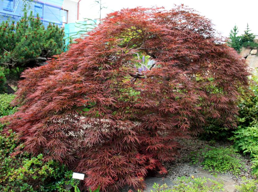 Acer palmatum 'Ornatum'