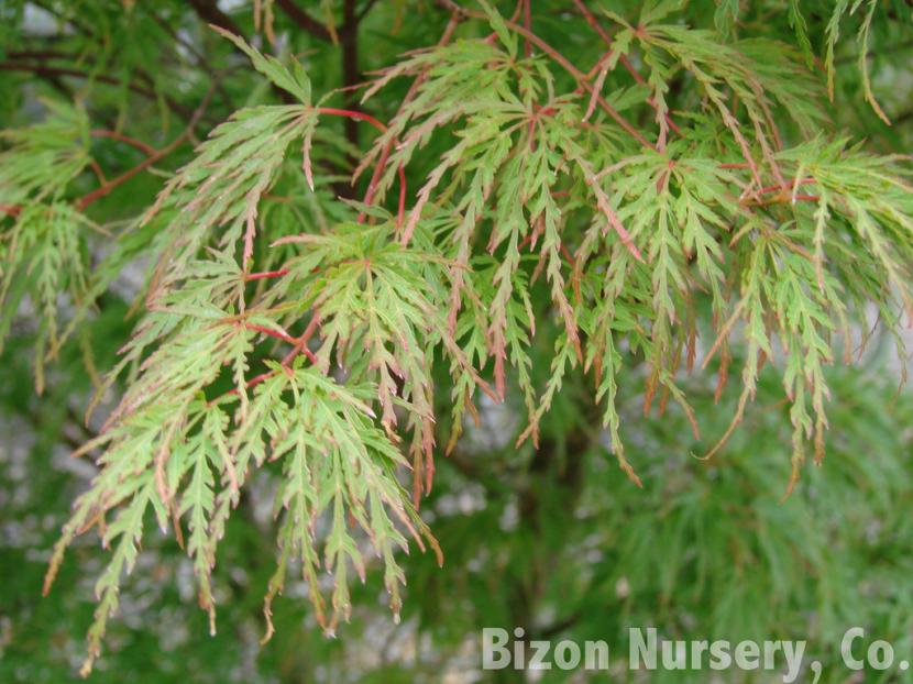 Acer palmatum 'Seiryu'