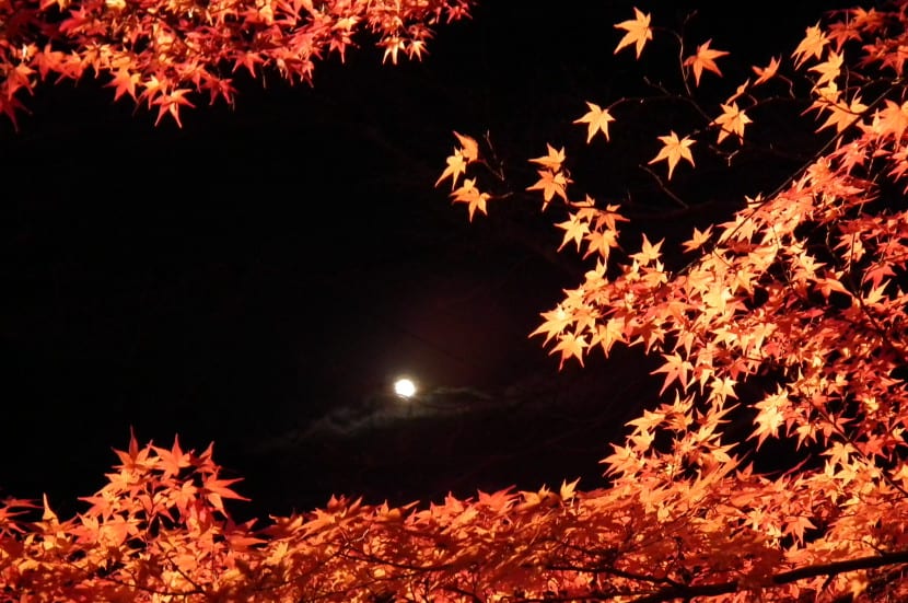 Arce japonés