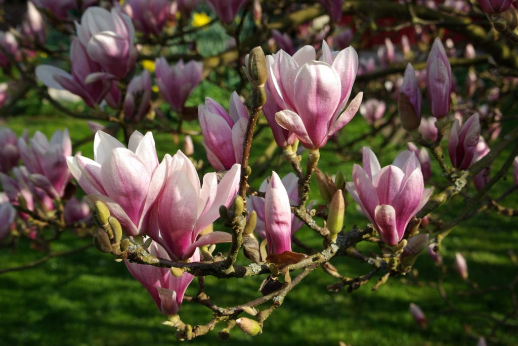 Magnolia x soulangeana