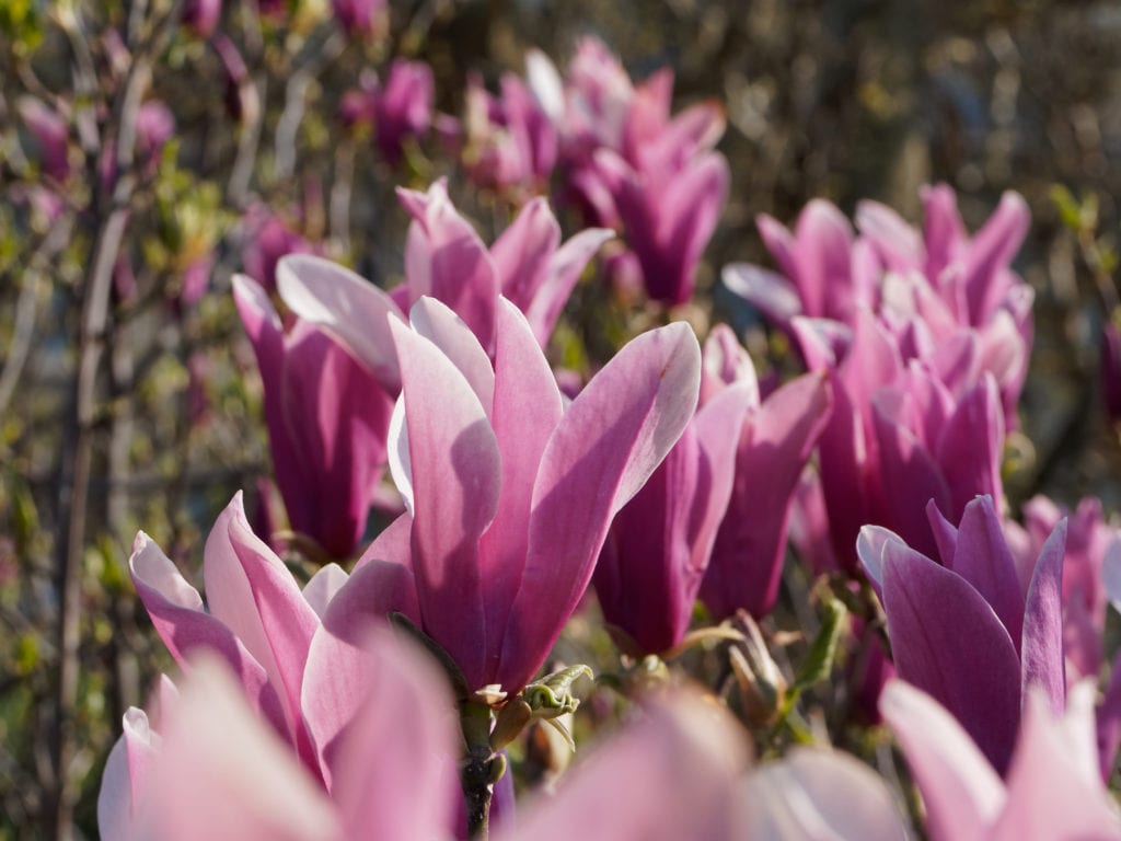 Magnolia liliiflora 'Nigra'