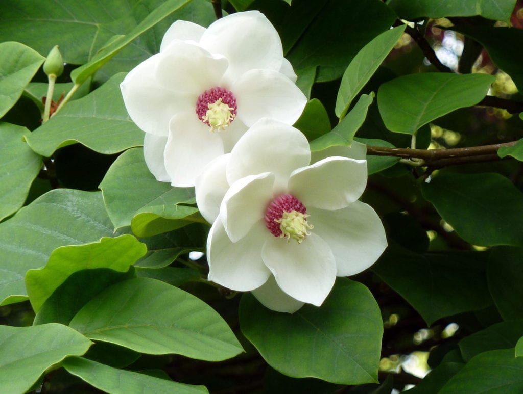 Magnolia sieboldii