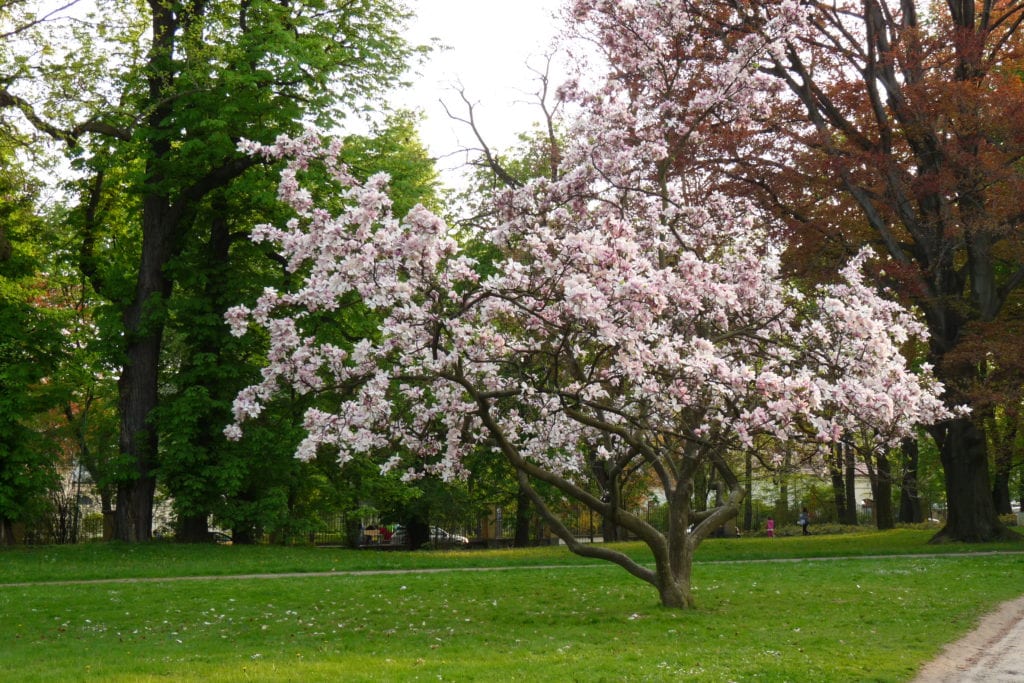 Magnolia x soulangeana en jardín